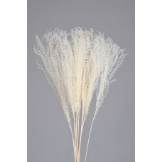 MISCANTHUS Bleached  30"